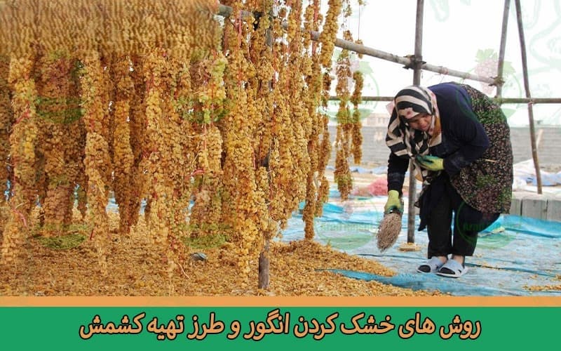 خرید عمده کشمش انگوری در اصفهان