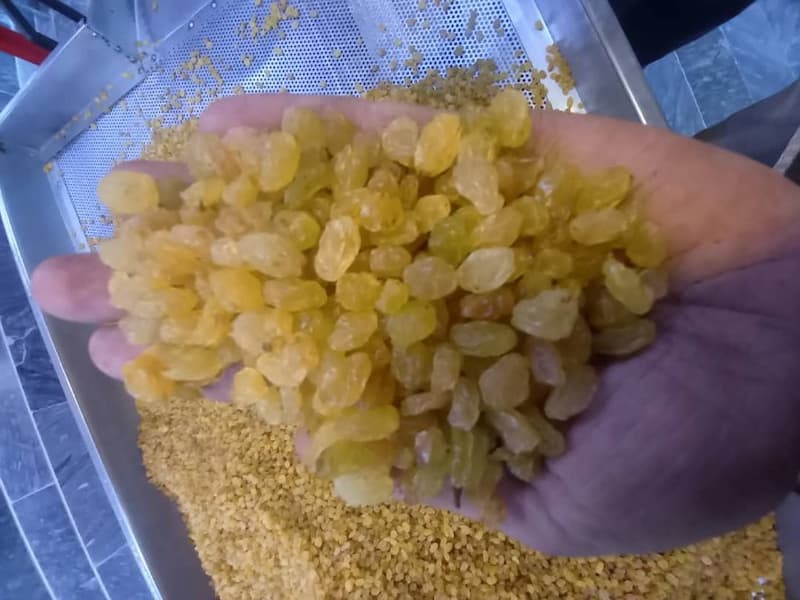 خرید عمده کشمش انگوری در اصفهان