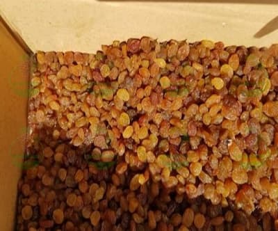 تولید کشمش تیزابی پلویی مرغوب در قزوین