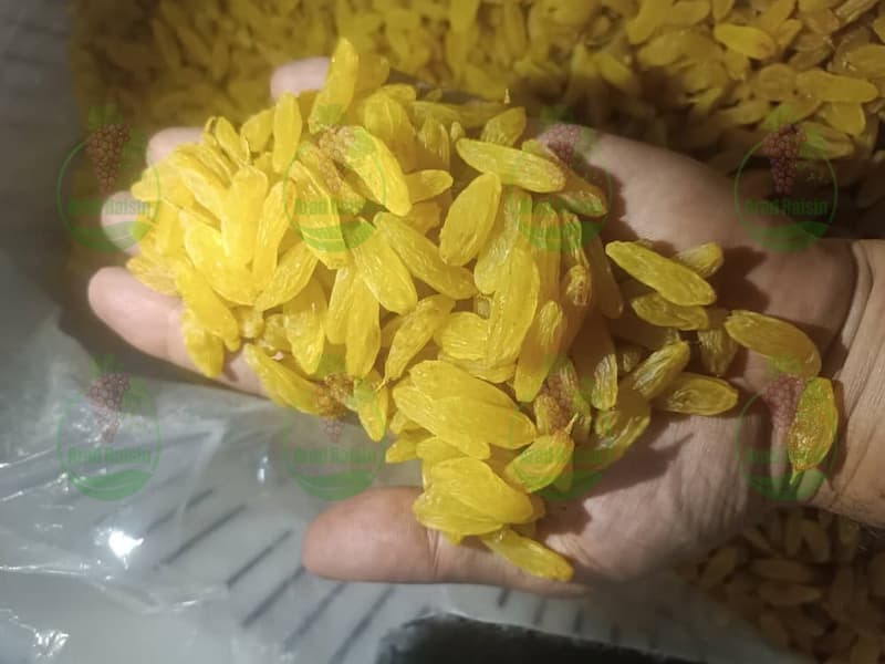 شرکت پخش کشمش سبز قلمی مرغوب