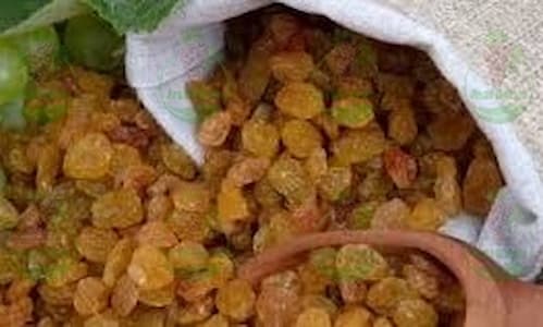 بازار فروش مرغوب ترین کشمش طلایی