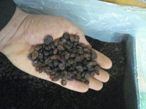 کشمش آفتابی ارزان