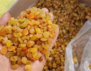 صادرات کشمش انگوری طلایی زرد
