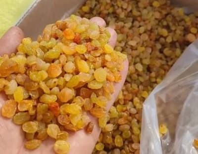 صادرات کشمش انگوری طلایی زرد