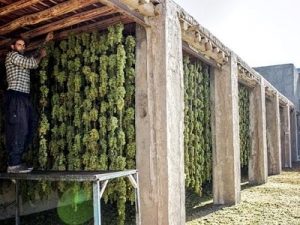 کشمش سایه خشک طبیعی