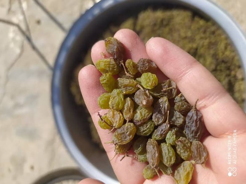 کشمش تیزابی ضرر دارد 11 کشمش تیزابی ضرر دارد